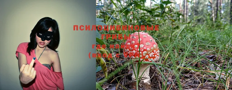 Псилоцибиновые грибы Psilocybine cubensis Корсаков